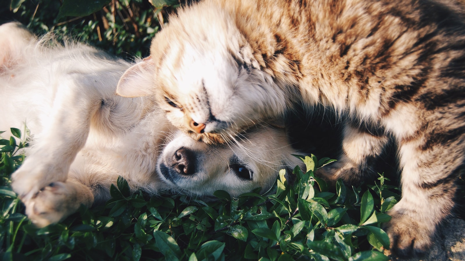A small dog with its mouth open showing teeth while a person gently lifts its lip to check