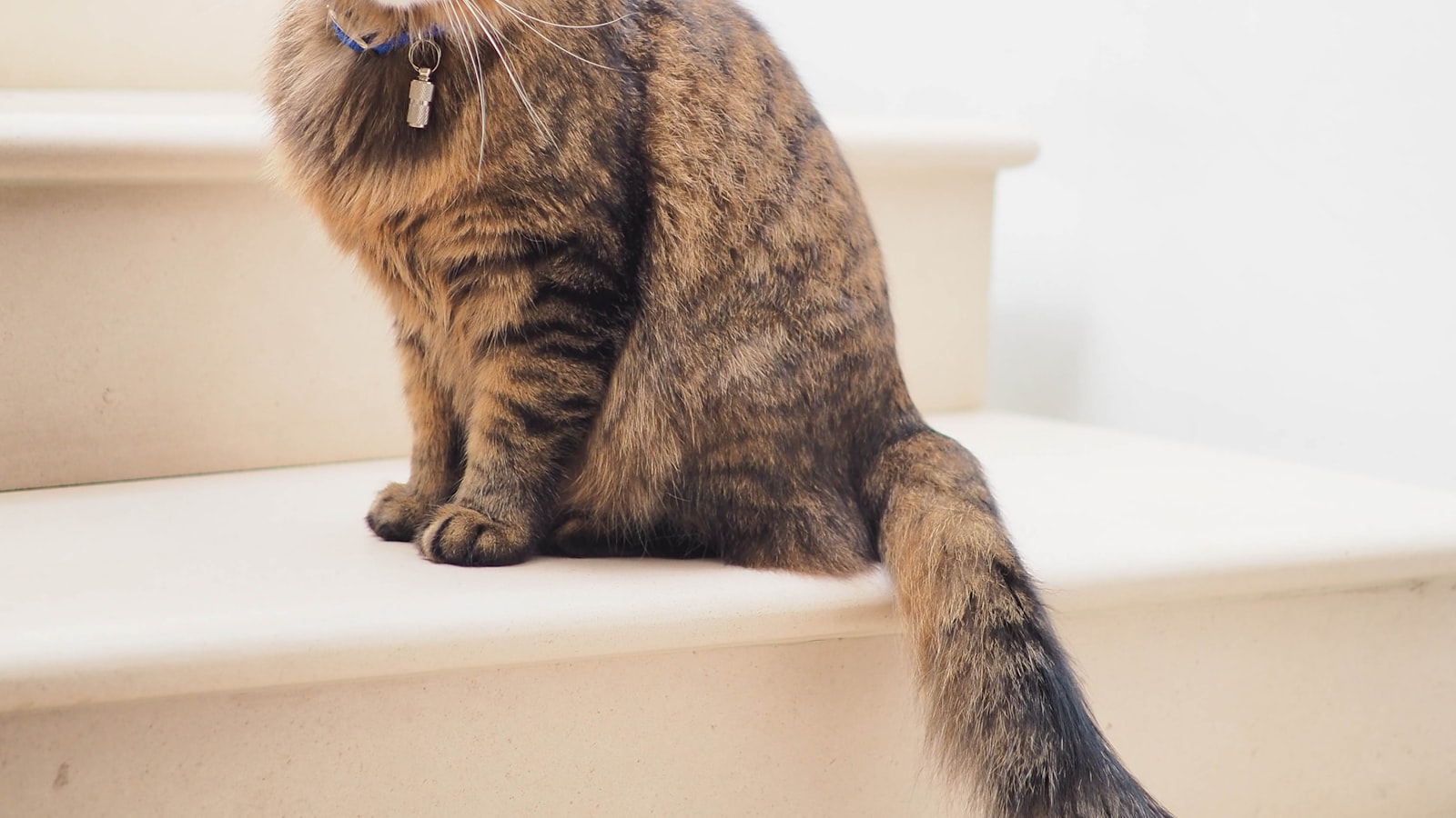 A clean covered litter box sitting in a bright, quiet corner of a tiled room