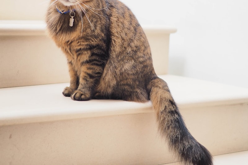 A clean covered litter box sitting in a bright, quiet corner of a tiled room