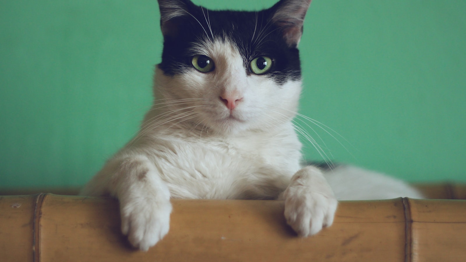 A close-up of a tabby cat with upright ears and wide eyes gazing toward the camera