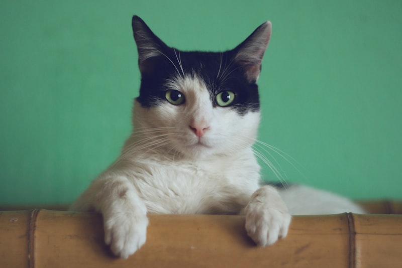 A close-up of a tabby cat with upright ears and wide eyes gazing toward the camera