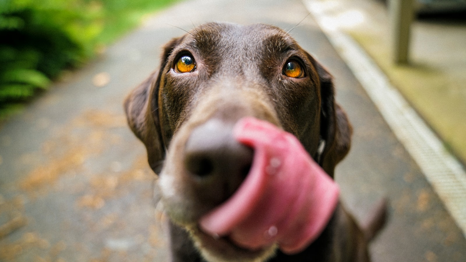 A close-up of an alert dog looking up with soft eyes and relaxed ears
