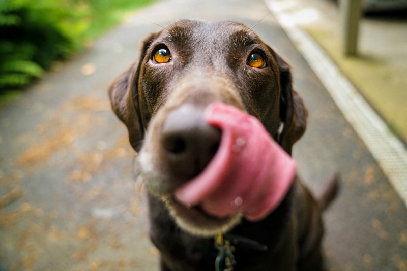 A close-up of an alert dog looking up with soft eyes and relaxed ears