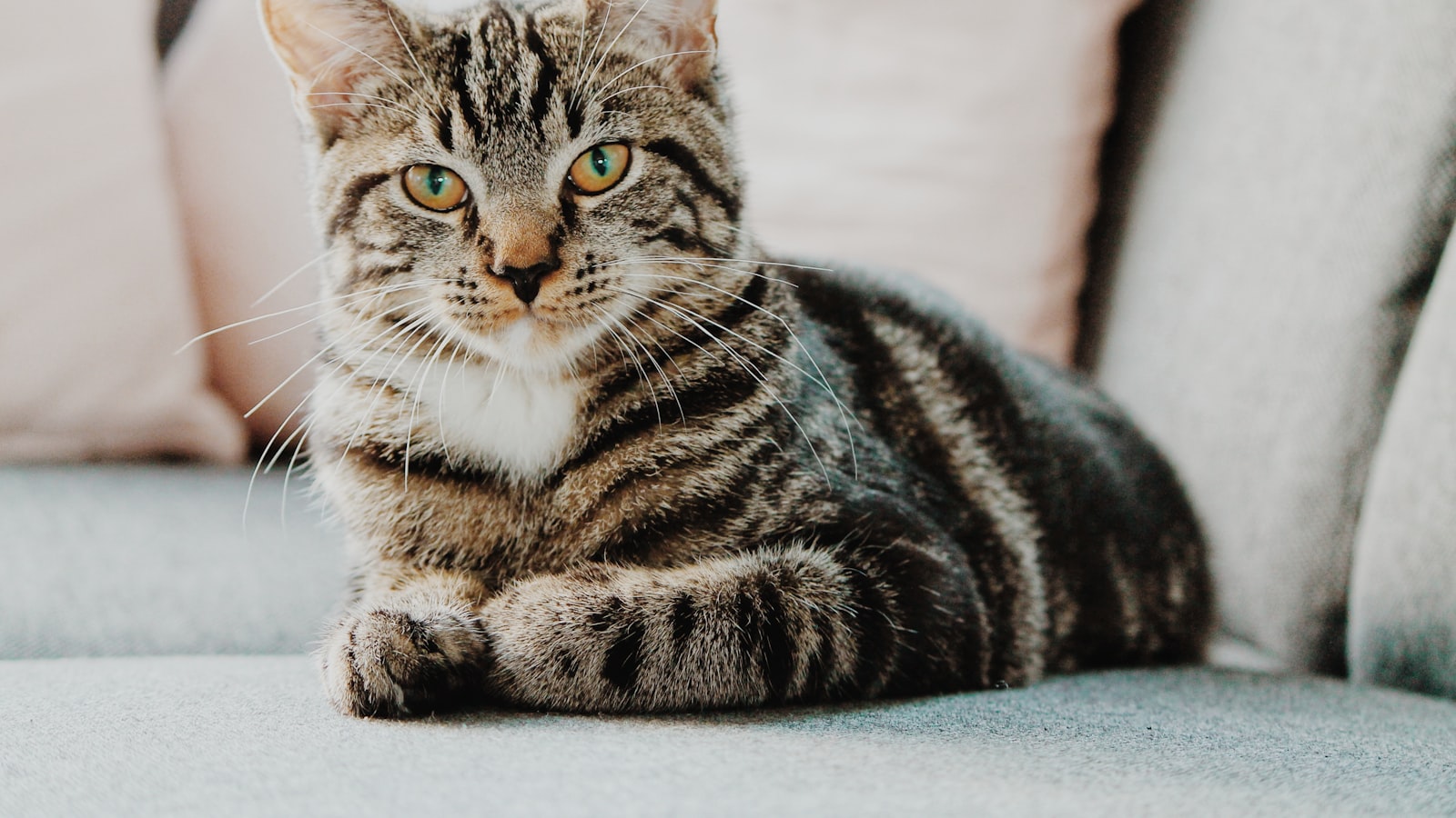 A content indoor cat perched on a tall cat tree looking out a sunny window