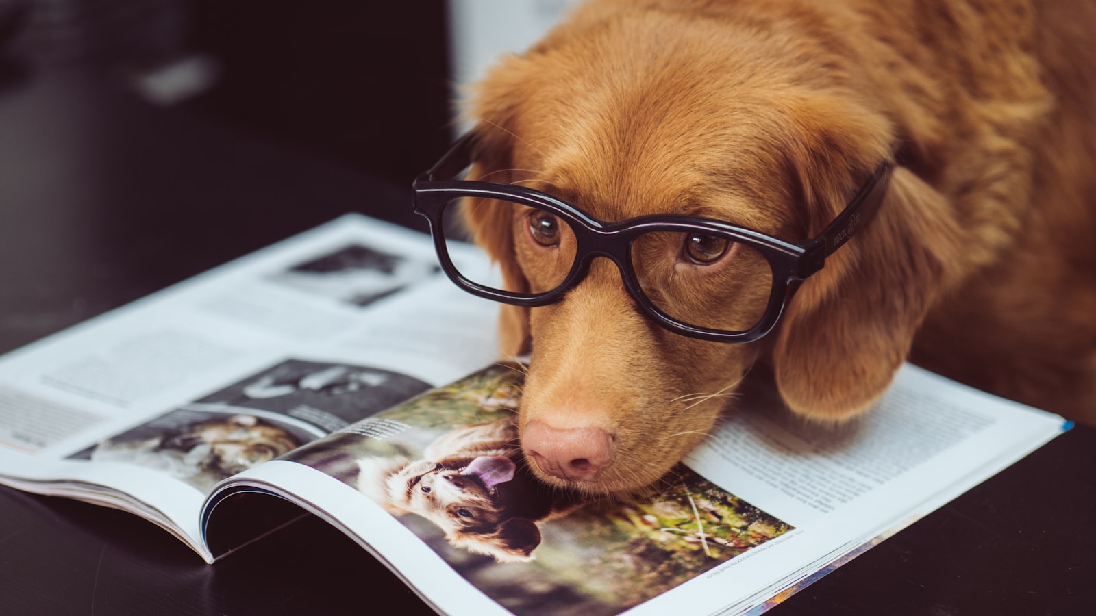 A person at a kitchen table with a notebook and calculator while a dog rests nearby