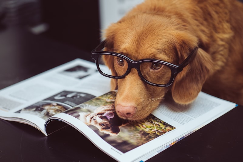 A person at a kitchen table with a notebook and calculator while a dog rests nearby