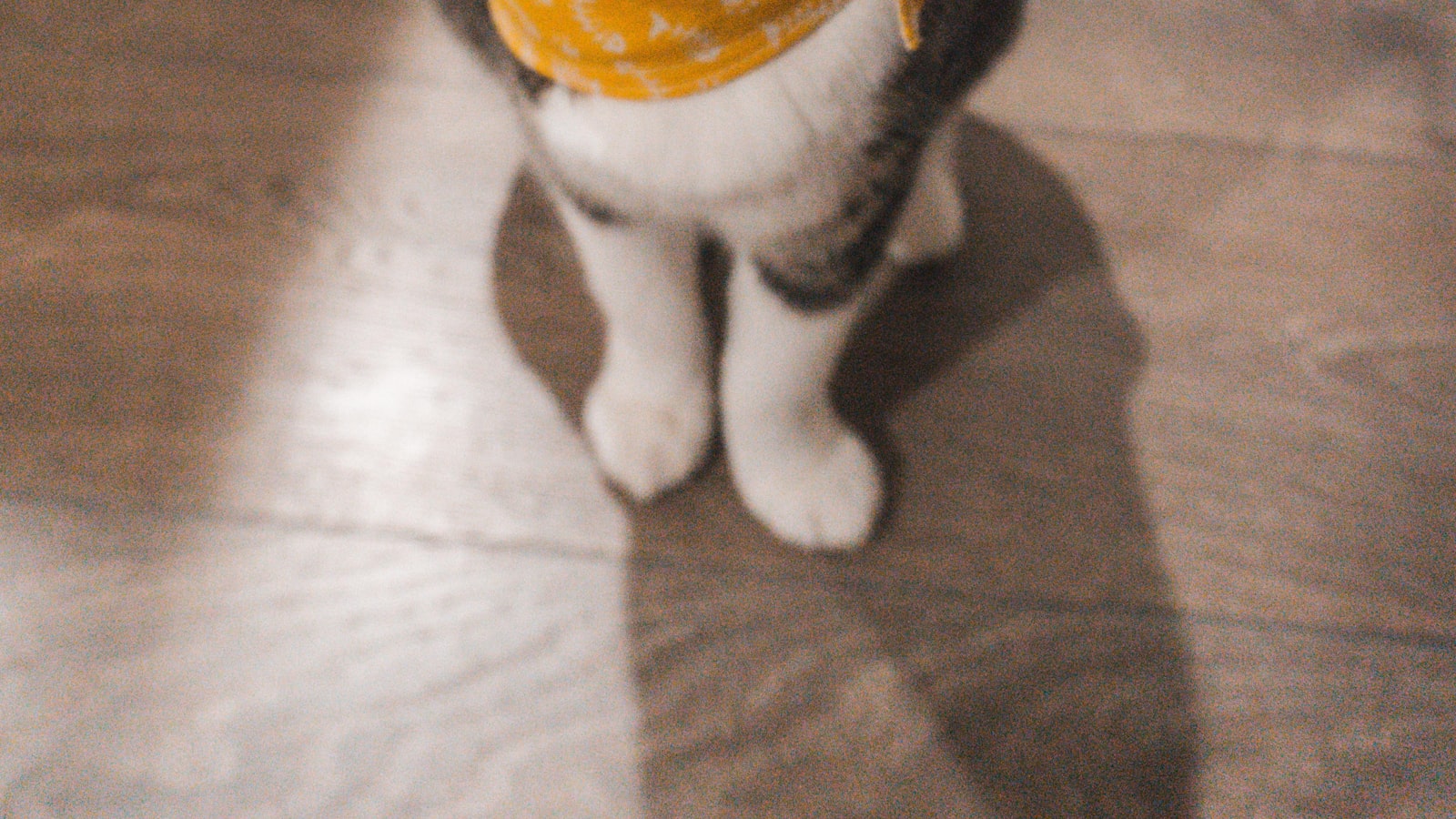 A long-haired cat being gently brushed with a soft grooming brush
