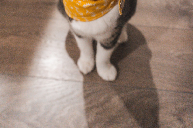A long-haired cat being gently brushed with a soft grooming brush