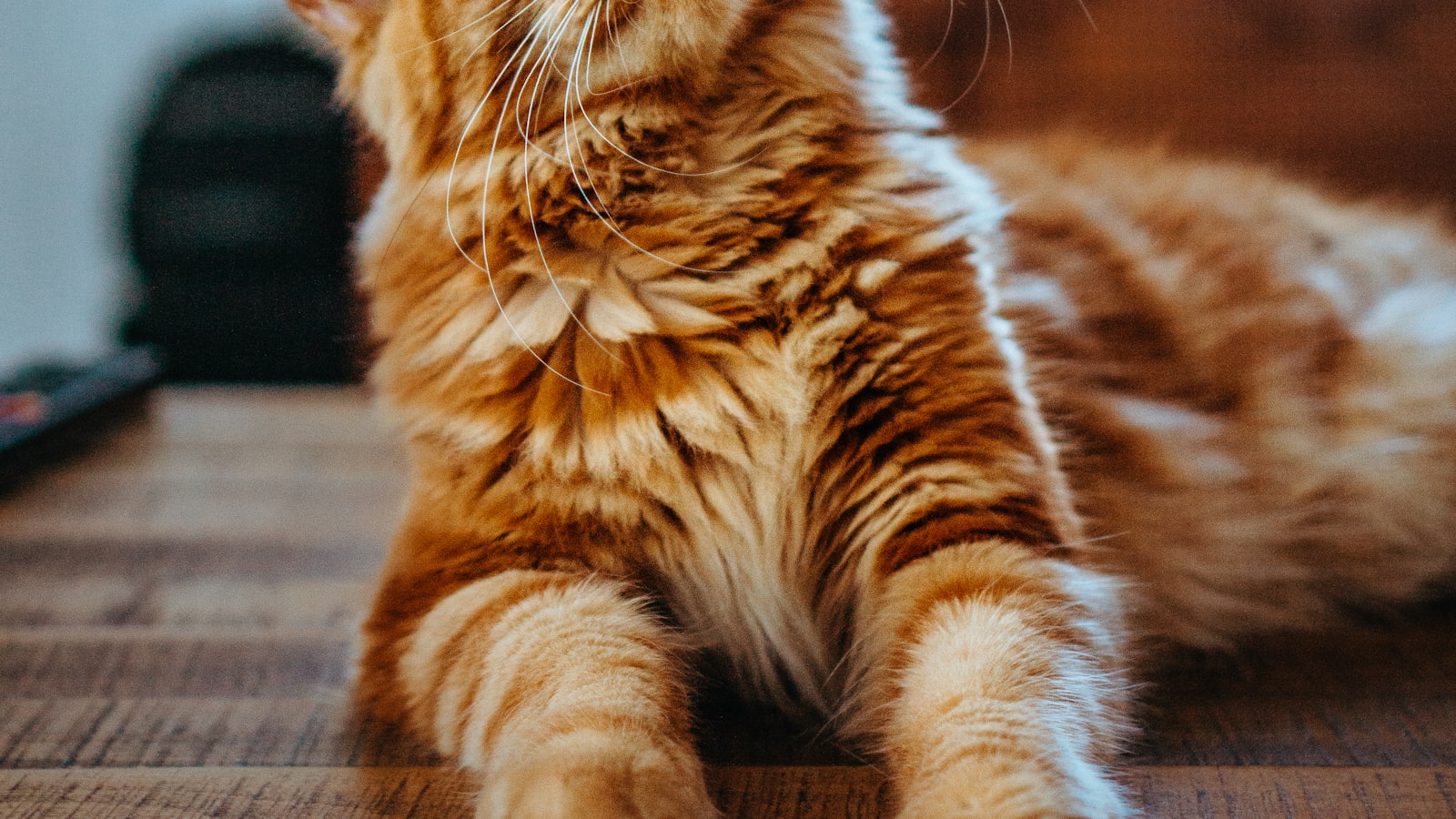 A shy cat peeking out cautiously from under a bed, eyes wide and watchful