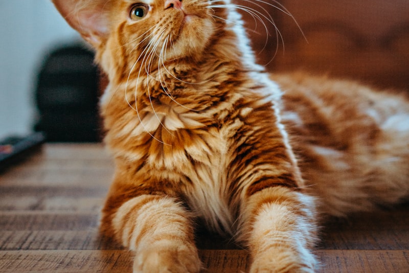 A shy cat peeking out cautiously from under a bed, eyes wide and watchful