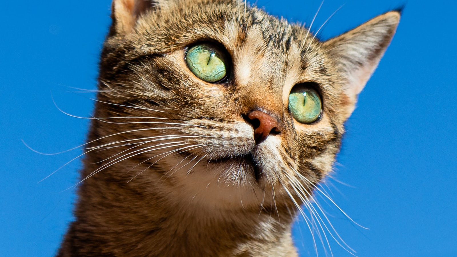 A cat perched on a tall cat tree near a sunny window, watching the world outside