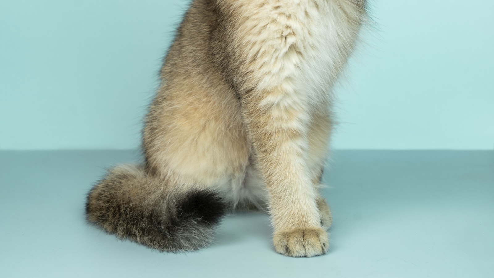 Two cats sitting calmly on either side of a partly open door, looking at each other