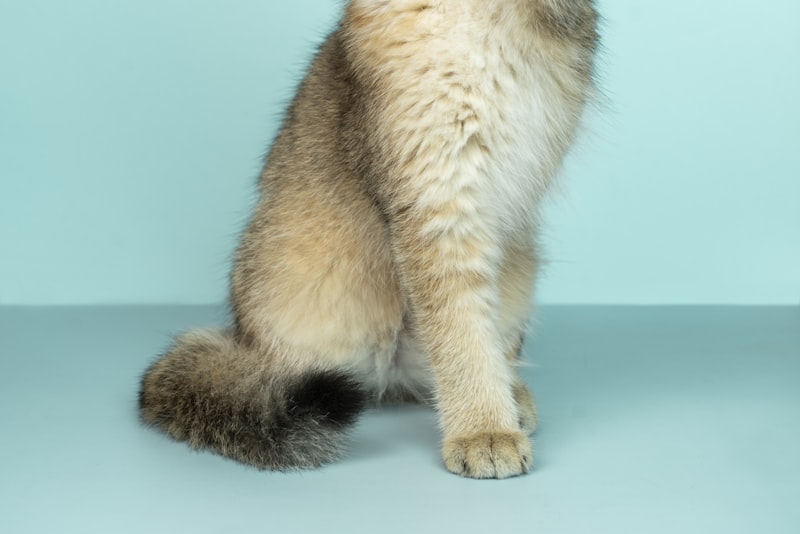 Two cats sitting calmly on either side of a partly open door, looking at each other