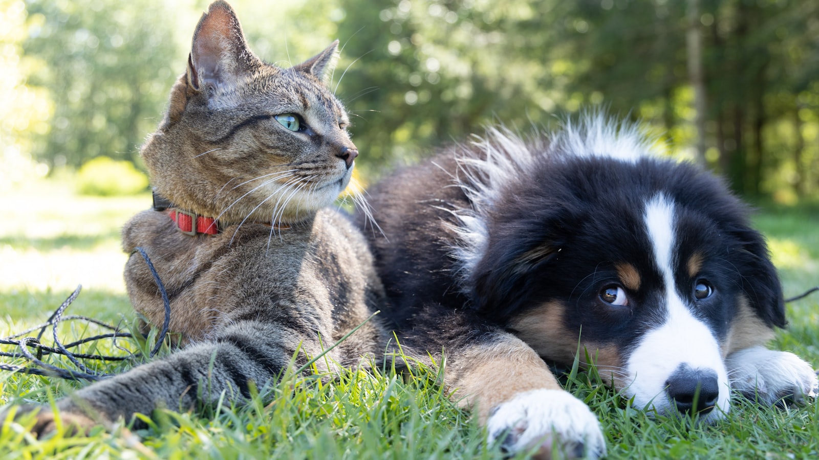 A smiling woman sitting on a living room floor meeting a calm dog and a curious cat together