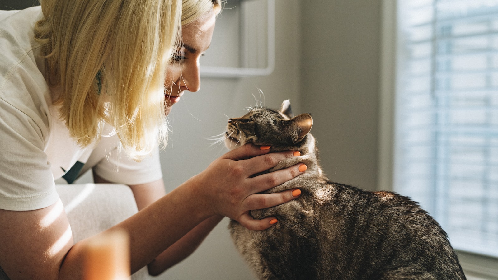 A relaxed dog being gently combed by its owner on a sunny porch