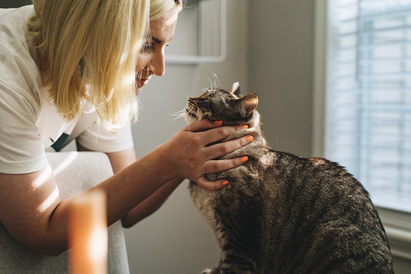 A relaxed dog being gently combed by its owner on a sunny porch
